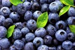 Polish Berry Cooperative promuje nowy, wyższy standard zbioru borówki